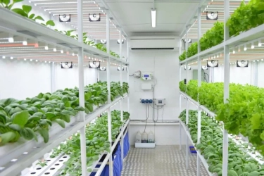 Wisata Edukasi Urban Farming Gratis di Jakarta: Serunya Belajar Bertani di Tengah Ingar Bingar Kota