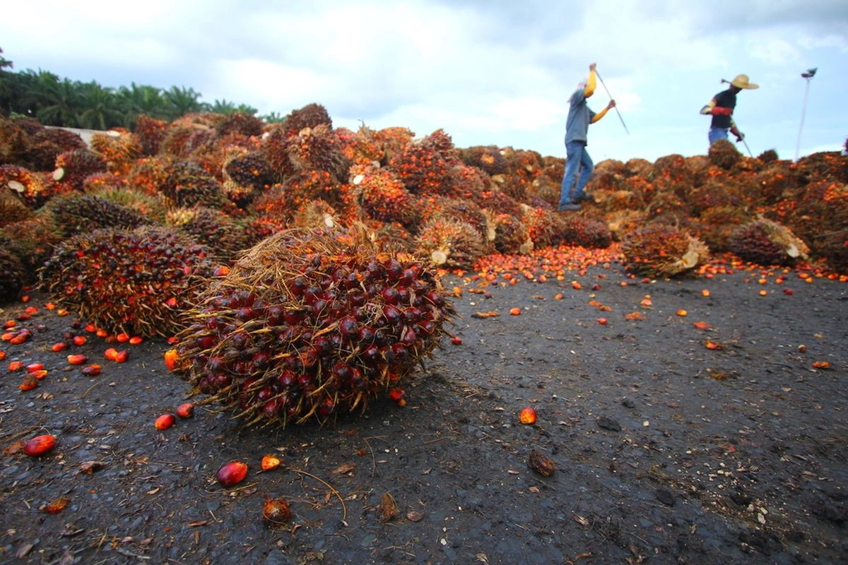 Harga CPO RI Naik Tipis Jadi 963,75 Dollar AS per Ton Periode November 2025