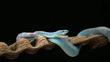 Peneliti Temukan Antivenom Baru Penangkal 17 Ular Mematikan