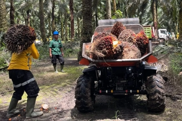 Soal Rencana Pemerintah Terapkan Biodiesel B50 Tahun Depan, Begini Respons PT Astra Agro Lestari