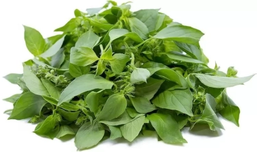 Lebih dari Sekadar Lalapan, Ini Dia Sejumlah Manfaat Kemangi yang Jarang Dibahas