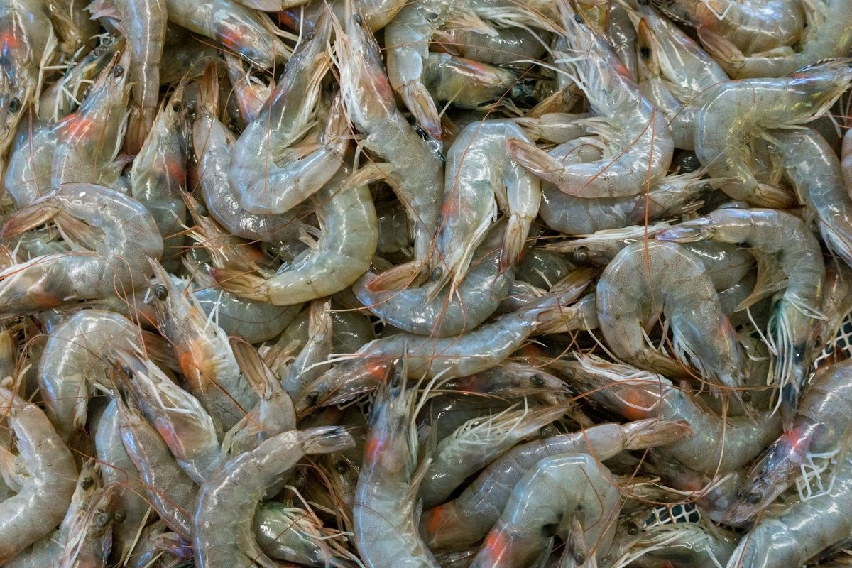 Ekspor Udang ke AS Wajib Sertifikasi Bebas Cesium-137, KKP Siapkan Skema Nasional