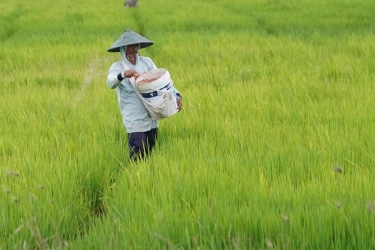 Nilai Tukar Petani dan Nelayan Kompak Turun Pada Oktober 2025, Apa Penyebabnya?