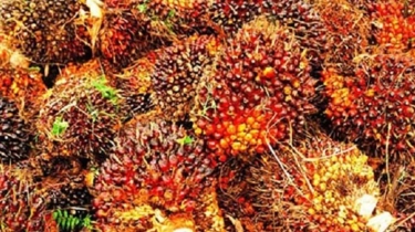 Harga CPO Naik Tipis November 2025, Didorong Ekspektasi B50 dan Permintaan Global