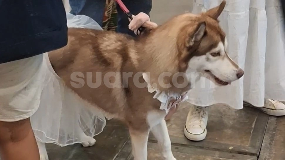 Konsultasi Hewan Peliharaan Makin Mudah, Bikin Pemilik Anabul Lebih Tenang dan Terarah