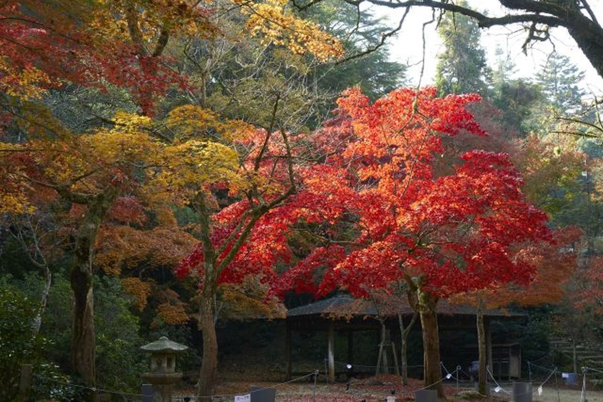 Tips Pakaian Musim Gugur di Jepang, Biar Tetap Nyaman dan Stylish