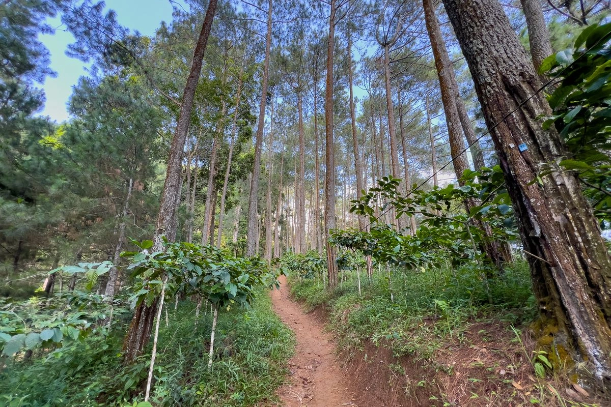 Harga Tiket dan Parkir Gunung Giyanti via Malanggaten, Pendakian Dekat Kota Magelang