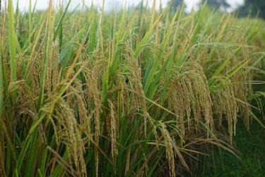 INDEF: Lonjakan Produksi Padi RI Hanya Efek Cuaca