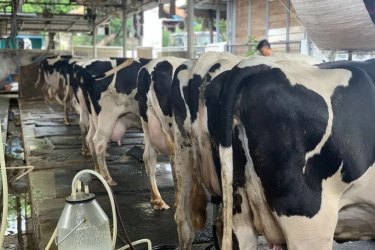 Unik, Ada Wisata Perah Susu Sapi di Tengah Kota Jakarta