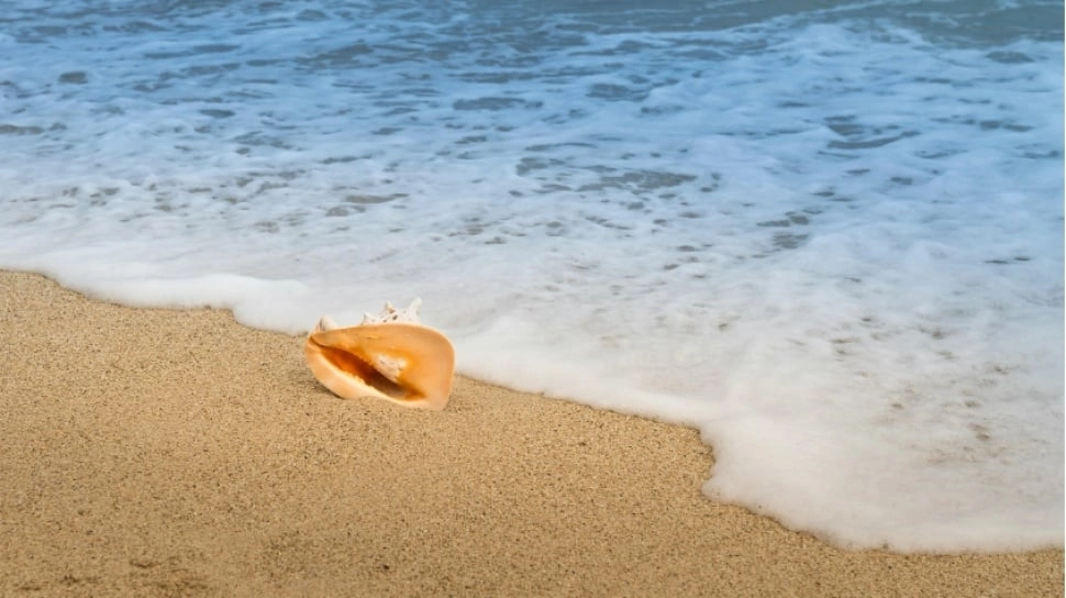 Menemukan Keajaiban Pantai Sukamade, Surga Tersembunyi di Jawa Timur