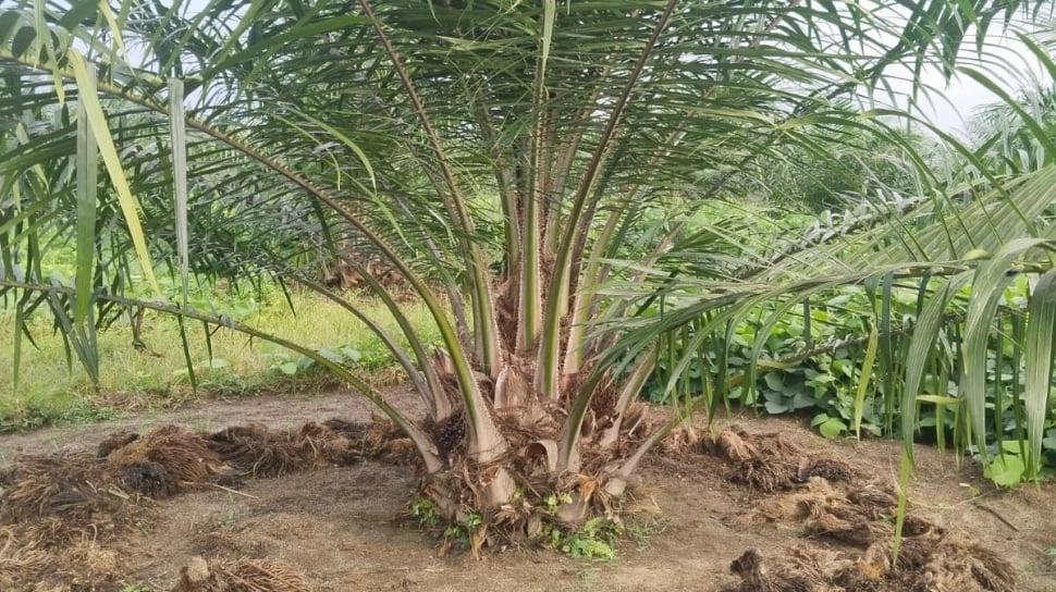 Emiten Kelapa Sawit MKTR Raup Laba Bersih Rp 36,78 Miliar di Kuartal III-2025