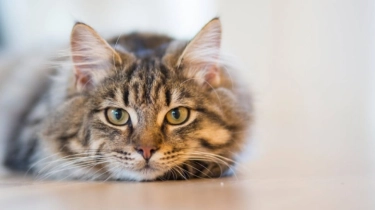 Hubungan Kepemilikan Kucing dengan Kesehatan Mental, Benarkah Bisa Picu Gangguan Skizofrenia?