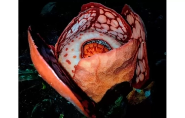 Spektakuler tapi Singkat: Ini Penjelasan Mengapa Rafflesia Hasseltii Cuma Mekar Seminggu