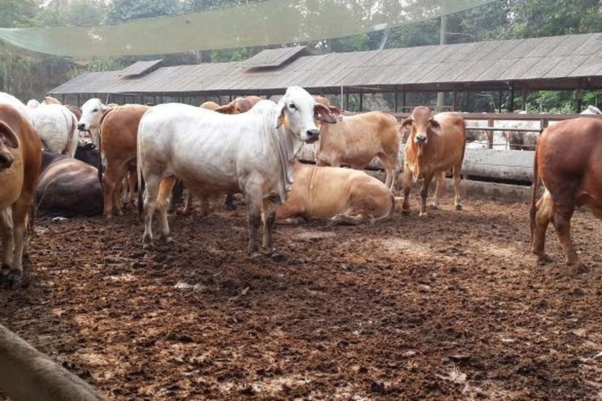 Pemerintah Bangun Dua Peternakan Sapi Besar di Jatim dan Jabar