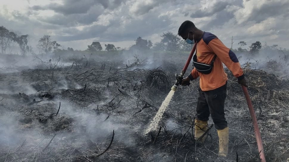 Saat 'Luka Bakar' Gambut Sumatra Selatan Coba Disembuhkan Lewat Solusi Alam