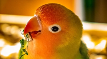 Mengenal Bird Theory Relationship yang Viral di TikTok, Tes Iseng yang Bisa Cek Kesehatan Hubungan