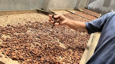 Kakao Indonesia di Mata Dunia: Dihantam Black Campaign, Dianggap Mematikan Orang Utan