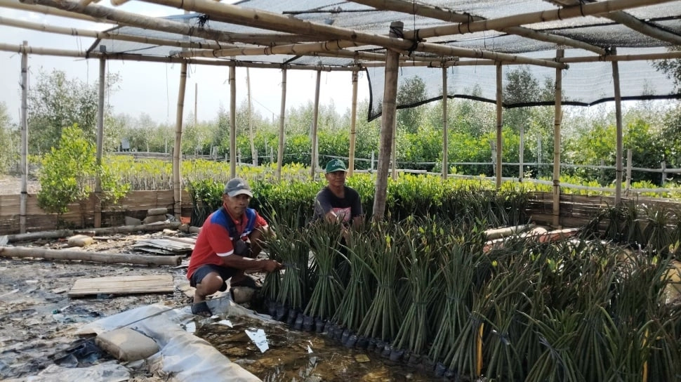Abrasi Berkurang, Kepiting Datang: Bagaimana Mangrove Mengubah Wajah Pesisir Tambakrejo Semarang?