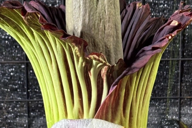 Bunga Bangkai Raksasa Mekar di Kebun Raya Purwodadi, Diberi Nama Jarot