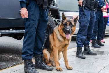 Polri Terjunkan Anjing K-9 untuk Cari Korban Banjir-Longsor di Sumatera