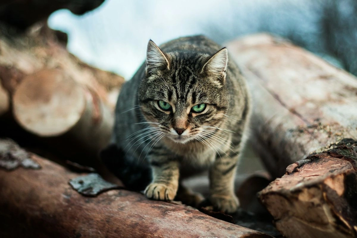 Selandia Baru Akan Basmi Kucing Liar demi Selamatkan Spesies Asli