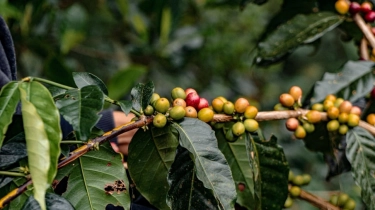 Inovasi Desa Perkuat Ekonomi Tanpa Merusak Ekosistem: dari Lebah, Kakao hingga Kopi Lokal