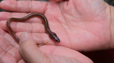 Ikan Sidat, Harta Karun Gizi Asli Indonesia: Rahasia Nutrisi Tinggi dalam Susu Flyon