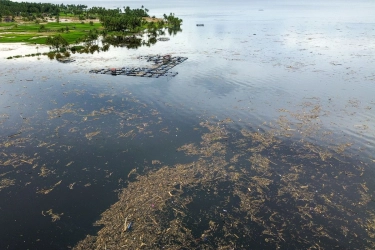 Danau Singkarak Tercemar Sampah Kayu, Ekosistem dan Wisata Terancam
