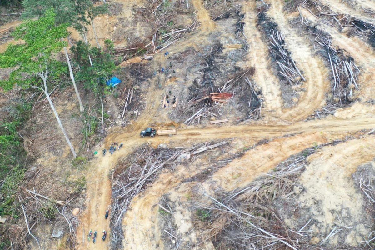 Menguras Hutan Lalu Berkhotbah tentang Pembangunan