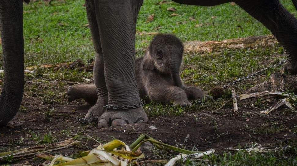 Apa Itu EEHV? Virus Herpes Gajah yang Dikenal Mematikan, Begini Cara Penularannya
