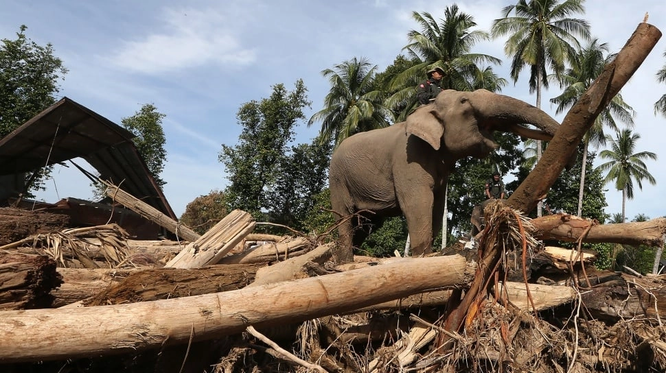 Gajah Hewan yang Emosional, Kini Jadi 'Alat Berat Alami' Bersihkan Puing Akibat Banjir di Aceh