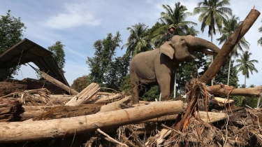 Gajah Hewan yang Emosional, Kini Jadi 'Alat Berat Alami' Bersihkan Puing Akibat Banjir di Aceh