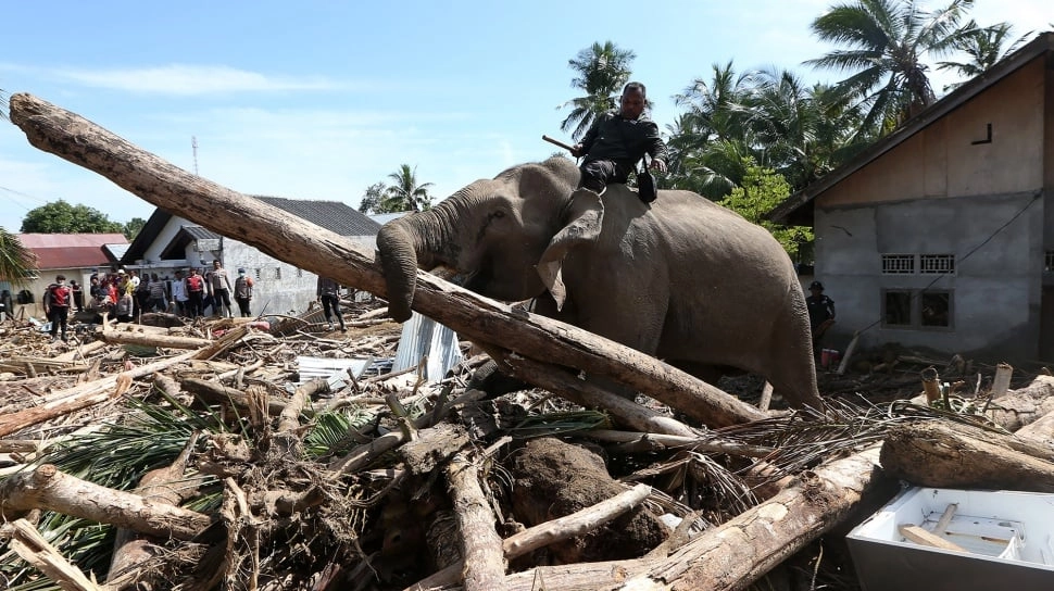 Menguak PT Minas Pagai Lumber, Jejak Keluarga Cendana dan Konsesi Raksasa di Balik Kayu Terdampar