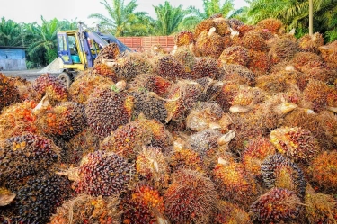 5 Wilayah dengan Lahan Sawit Paling Luas di Indonesia: Bukan Sumatera Justru Didominasi Pulau Kalimantan