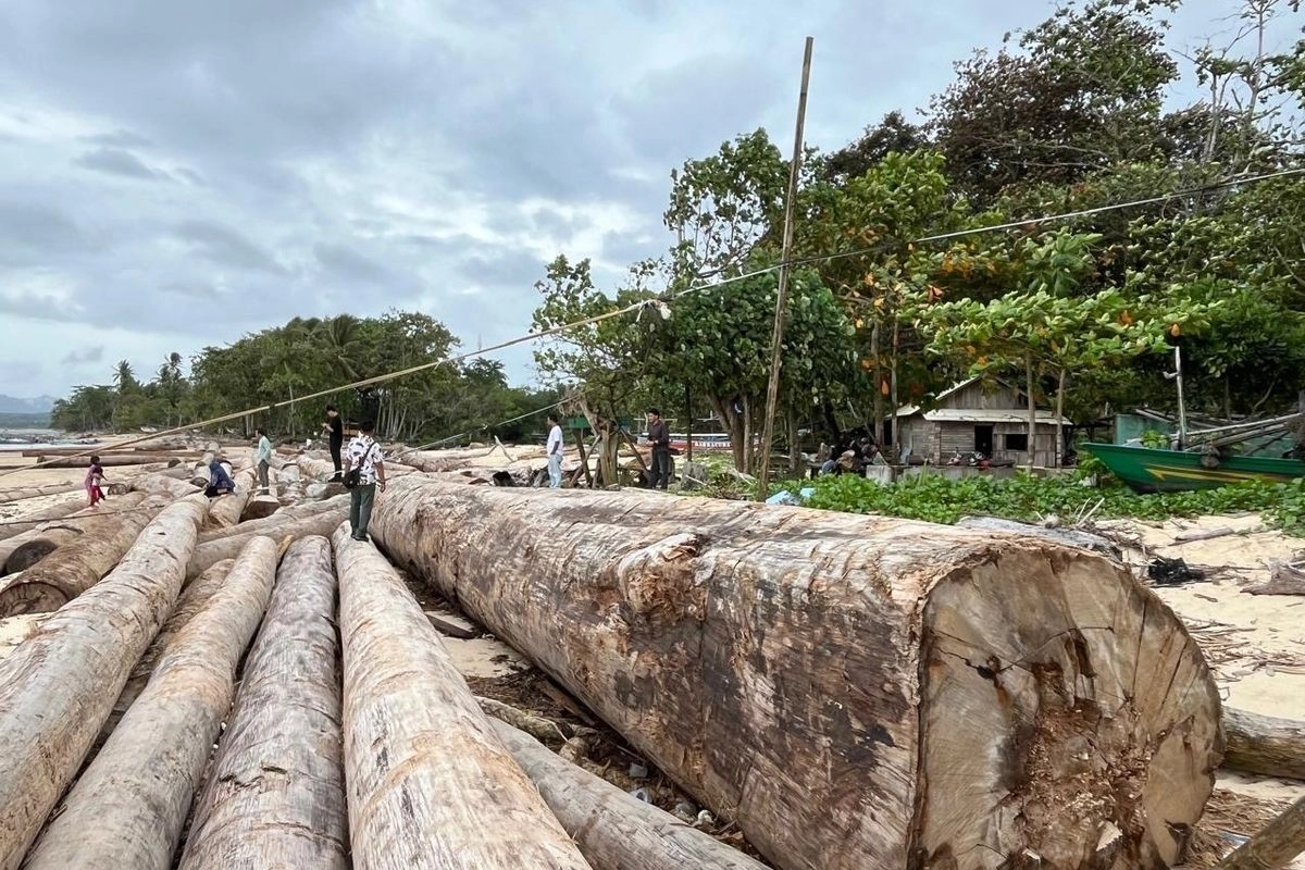 Klarifikasi soal Kayu Berstiker Kemenhut yang Terdampar di Lampung