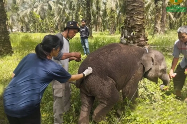 Viral Tubuh Gajah Dilukis Turis hingga Dikecam Sherina Munaf, BKSDA Bali Pastikan Video Lama