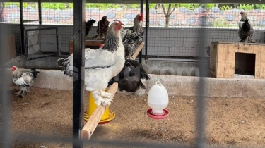 Kelola Sendiri Sampah MBG, SPPG Mutiara Keraton Solo di Bogor Klaim Untung hingga 1.000 Persen