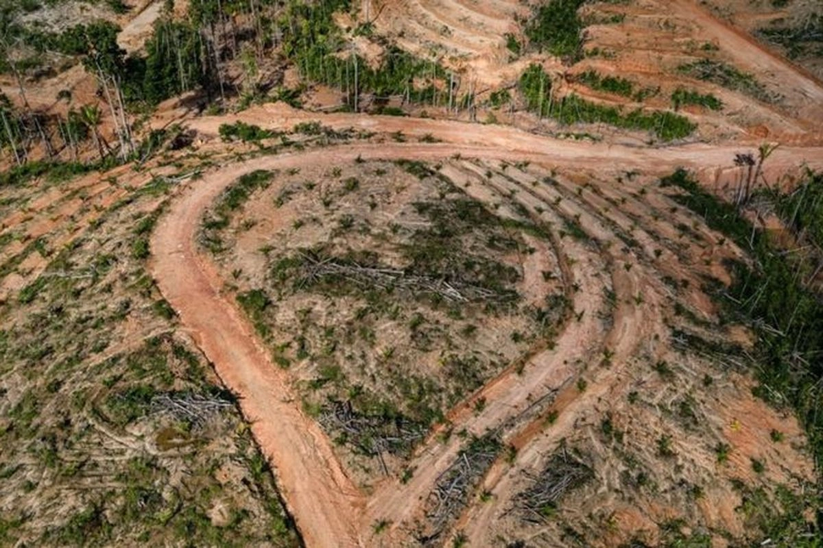 Sawit, Swasembada Energi, dan Pertaruhan Masa Depan Papua
