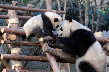 Jepang Bersiap Kehilangan Panda, Lei Lei dan Xiao Xiao Harus Pulang ke China