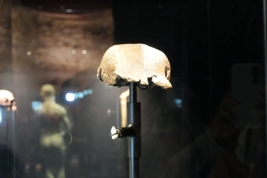 Kembali ke Indonesia, Fosil Homo Erectus 