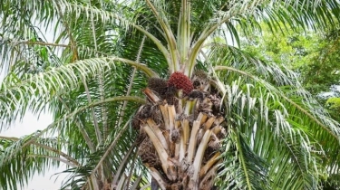 Produsen CPO Genjot Produksi di Tengah Tingginya Konsumsi Domestik