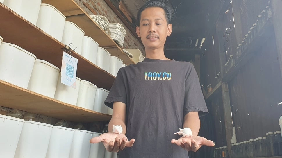 Cuan dari Gang Sempit: Kisah PKL Malioboro yang Sukses Ternak Ratusan Tikus Mencit