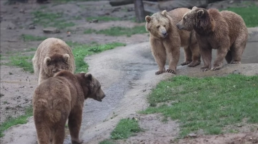 Jepang Manfaatkan Drone dan AI untuk Menekan Risiko Serangan Beruang