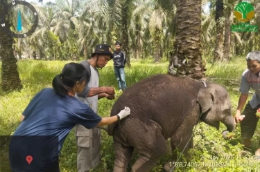 Cegah Kematian Gajah Sumatera Tidak Terulang, Kemenhut Datangkan Dokter Hewan Spesialis Gajah dari India
