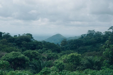 Beda dengan Tanah Hak, Kawasan Hutan Negara Tidak Dapat Diperjualbelikan