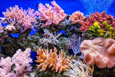 Jangkar Rusak Terumbu Karang di Labuan Bajo, Pelaku Disanksi Transplantasi Karang