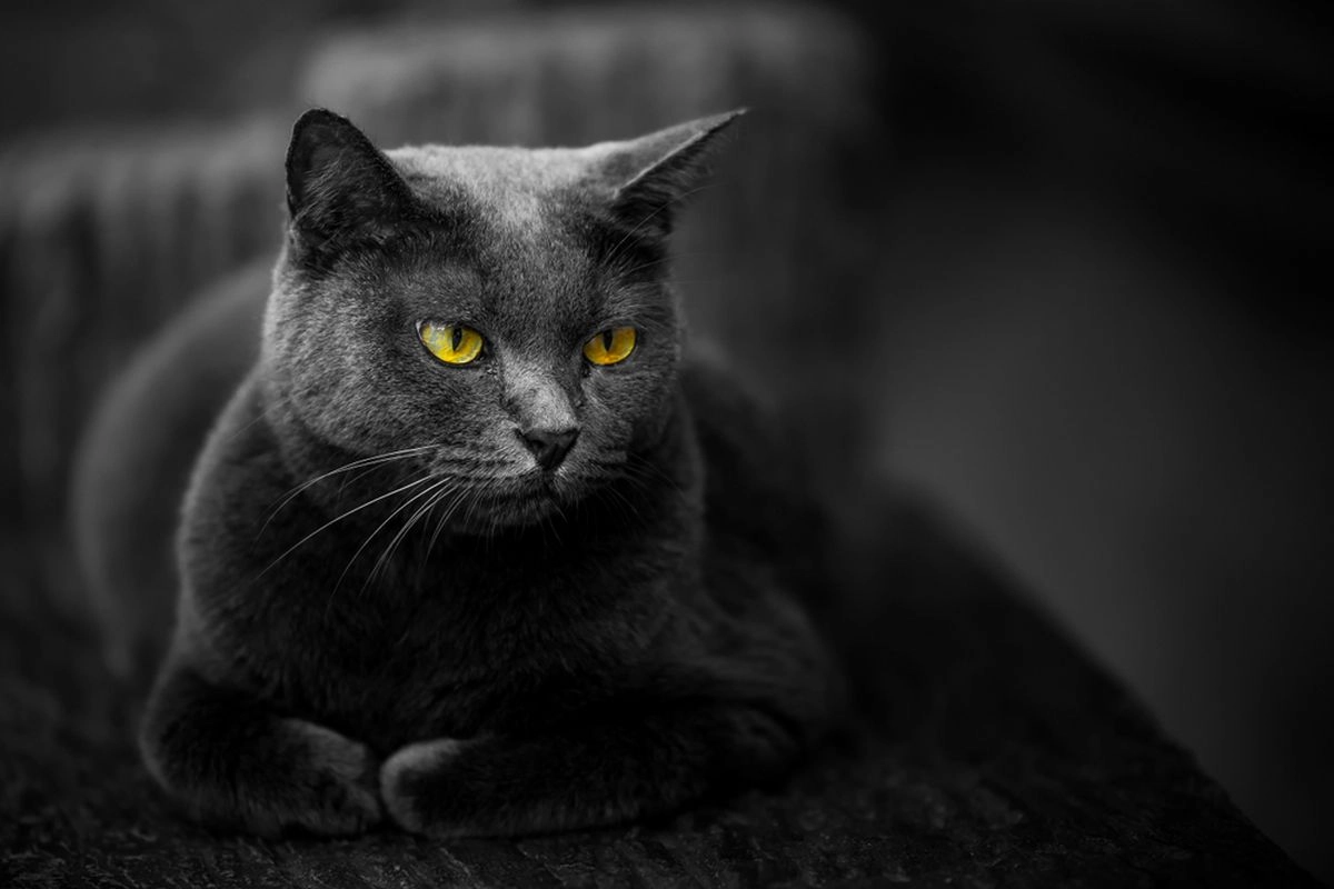 Di Balik Cerita Jolakotturinn, Si Kucing Raksasa Pemangsa Anak Nakal Saat Natal