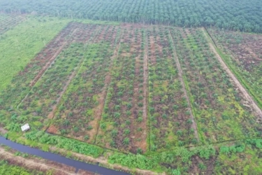 Kemenhut Lanjutkan Proses Hukum 4 Tersangka Kasus Perambahan Hutan Tahura OKH Jambi