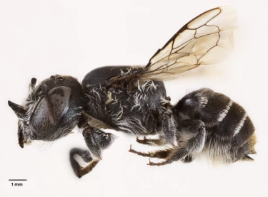 Viral! Ilmuwan Australia Temukan Lebah 'Lucifer' Bertanduk Setan di Balik Bunga Langka