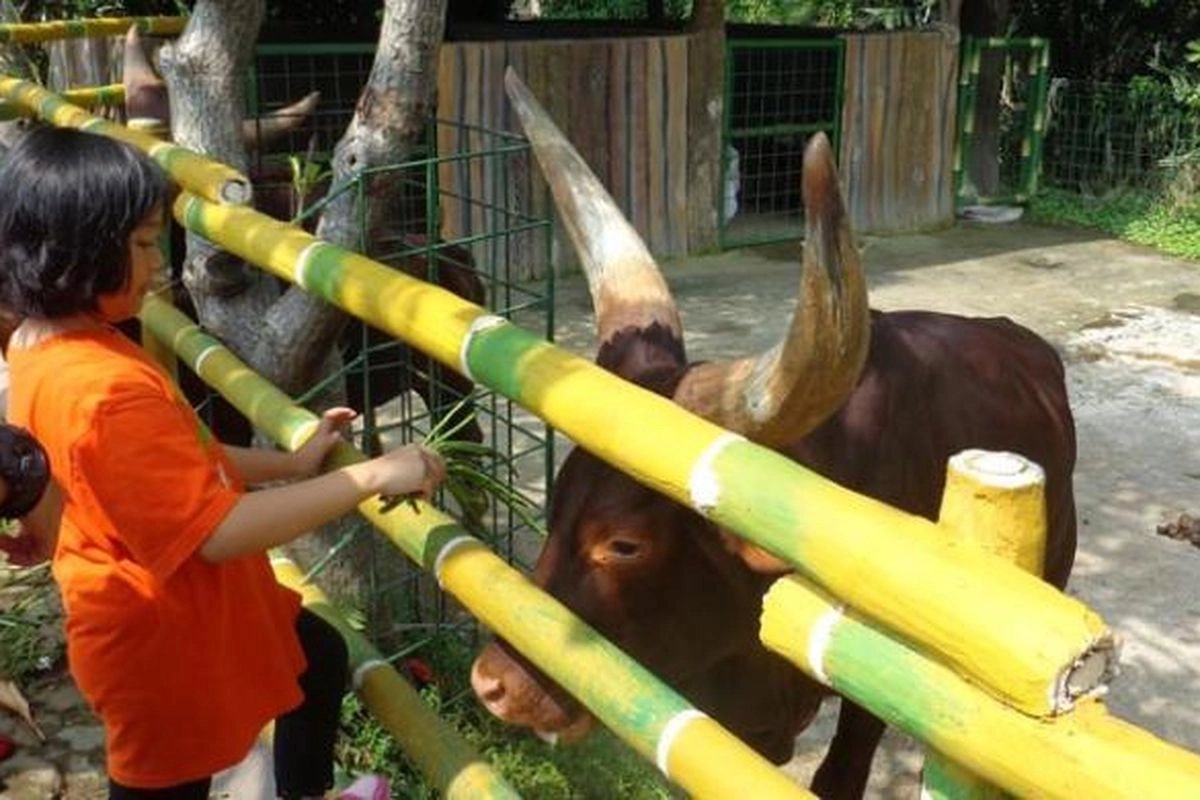 Satwa Unik Afrika Ini Sambut Pengunjung di Ragunan pada Tahun Baru 2026